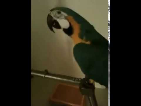 Parrot says WTF